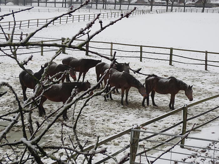 Pferde im Schnee