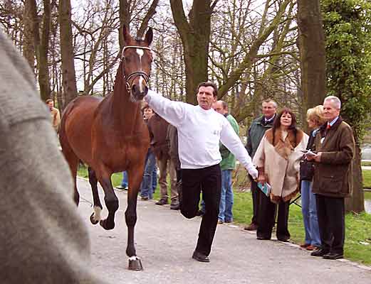 Sturmklang bei der Körung